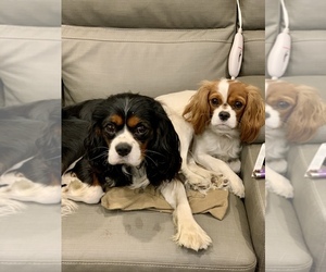 Father of the Cavalier King Charles Spaniel puppies born on 01/21/2022