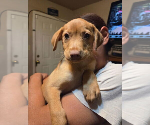 Medium Photo #2 Labrador Retriever-Unknown Mix Puppy For Sale in Brewster, NY, USA