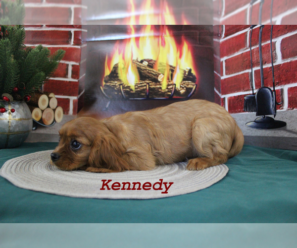 Medium Photo #10 Cavalier King Charles Spaniel Puppy For Sale in CHANUTE, KS, USA