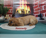 Small Photo #10 Cavalier King Charles Spaniel Puppy For Sale in CHANUTE, KS, USA