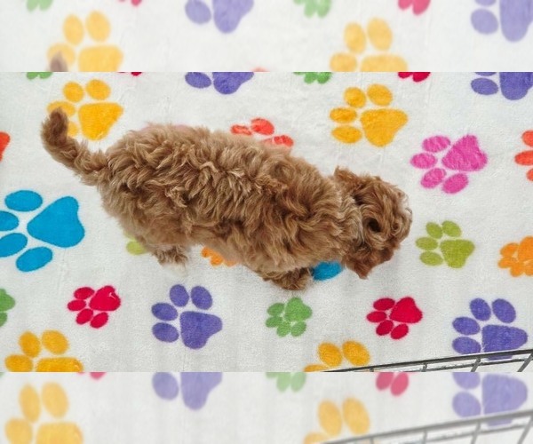 Medium Photo #12 Cavapoo (Miniature)-Poodle (Toy) Mix Puppy For Sale in ORO VALLEY, AZ, USA