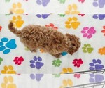 Small #11 Cavapoo (Miniature)-Poodle (Toy) Mix