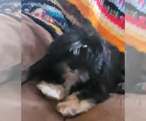 Lhasa Apso Puppy for sale in JAY, OK, USA