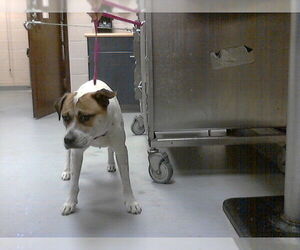 Mutt Dogs for adoption in Fayetteville, NC, USA