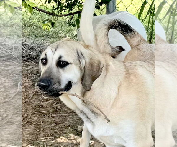 Medium Photo #26 Anatolian Shepherd-Rhodesian Ridgeback Mix Puppy For Sale in Higley, AZ, USA