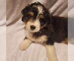 Small Photo #7 Miniature Bernedoodle Puppy For Sale in O FALLON, MO, USA