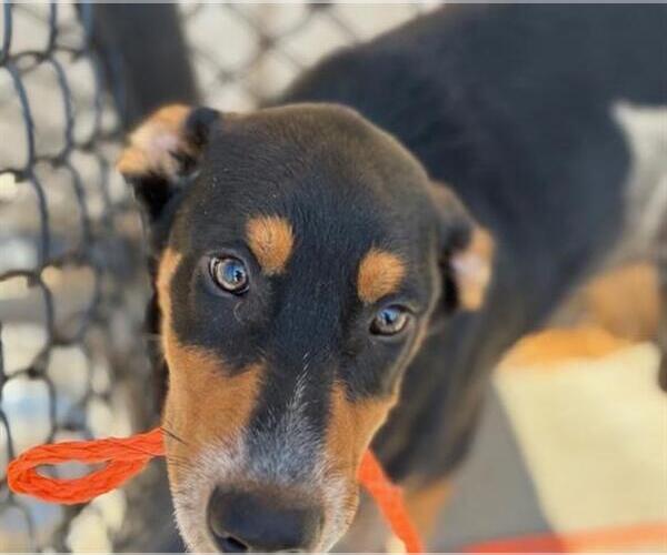 Medium Photo #2 Euro Mountain Sheparnese Puppy For Sale in Tulsa, OK, USA