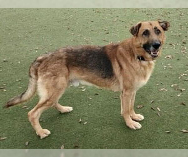 Medium Photo #1 German Shepherd Dog Puppy For Sale in Martinez, CA, USA