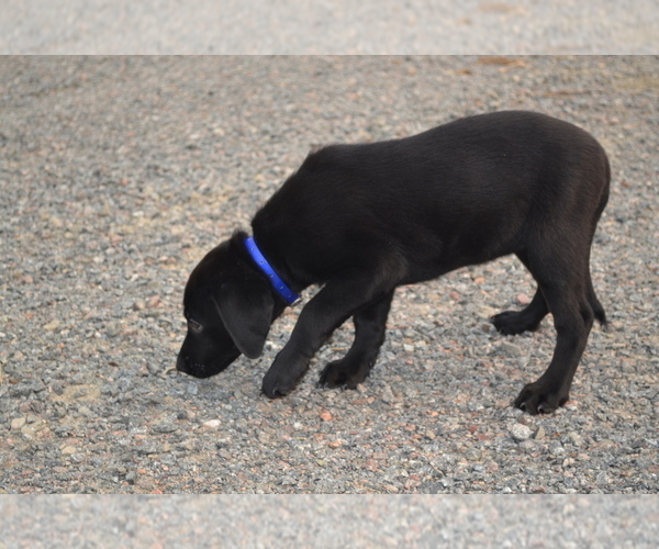Medium Photo #3 Labrador Retriever Puppy For Sale in GREENWOOD, WI, USA