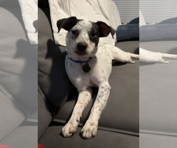 Medium Photo #2 Mutt Puppy For Sale in Royal Palm Beach, FL, USA