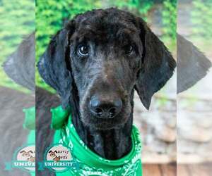 Poodle (Standard) Dogs for adoption in Kennesaw, GA, USA