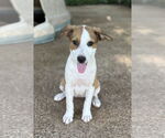 Small Labrador Retriever Mix