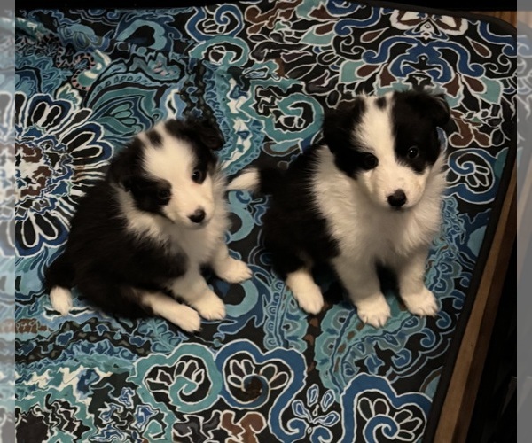 Medium Photo #6 Shetland Sheepdog Puppy For Sale in SHERIDAN, AR, USA