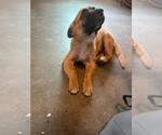 Small Anatolian Shepherd