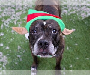 Dre - Male Bullboxer Pit Dog for Adoption - Photo #4