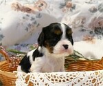 Small Photo #13 Cavalier King Charles Spaniel Puppy For Sale in MARCELLUS, MI, USA