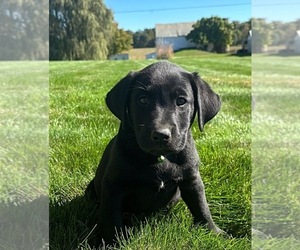Labrador Retriever Dogs for adoption in FREDERICKSBG, OH, USA