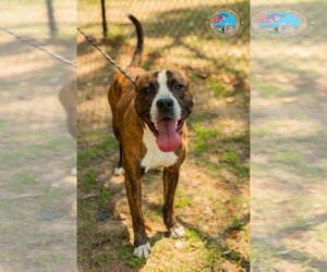 Boxer-Unknown Mix Dogs for adoption in Mobile, AL, USA
