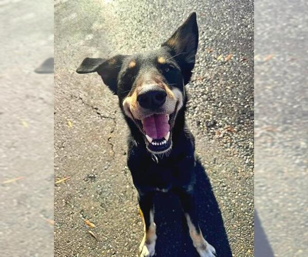 Medium Photo #1 Doberman Pinscher-German Shepherd Dog Mix Puppy For Sale in Sacramento, CA, USA