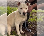 Small #16 Bull Terrier Mix