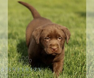Labrador Retriever Puppy for sale in RONKS, PA, USA