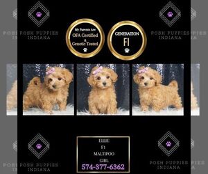 Maltipoo Puppy for sale in WARSAW, IN, USA