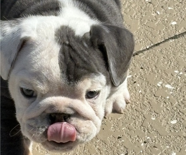 Medium Photo #5 Bulldog Puppy For Sale in MCDONOUGH, GA, USA