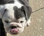 Small #4 Bulldog