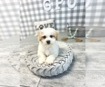 Small Photo #3 Havachon Puppy For Sale in MARIETTA, GA, USA
