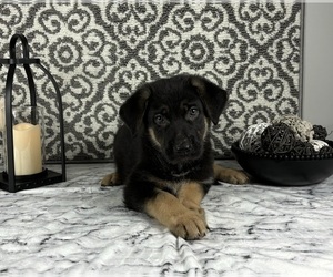 German Shepherd Dog Puppy for Sale in FRANKLIN, Indiana USA