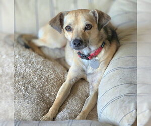 Butch - Male Chihuahua Dog for Adoption - Photo #2
