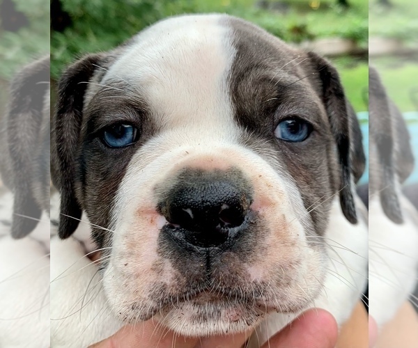 Medium Photo #6 Alapaha Blue Blood Bulldog Puppy For Sale in RUFFS DALE, PA, USA