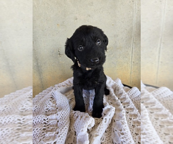 Medium Photo #1 Labradoodle Puppy For Sale in WILLIAMSTOWN, KY, USA