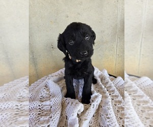 Labradoodle Puppy for sale in WILLIAMSTOWN, KY, USA