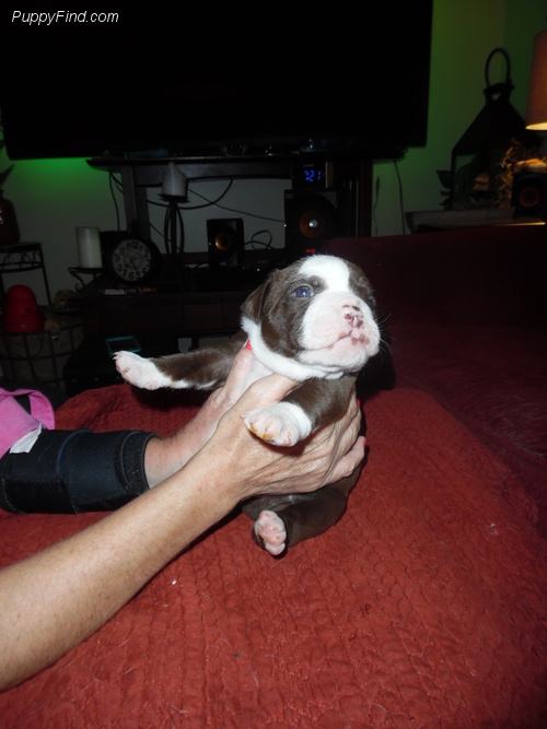 Medium Photo #1 Alapaha Blue Blood Bulldog Puppy For Sale in TAMPA, FL, USA