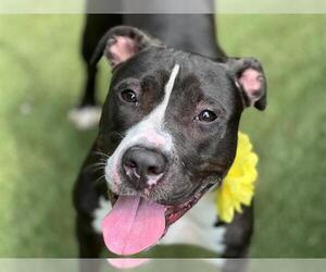 American Pit Bull Terrier Dogs for adoption in Charlotte, NC, USA