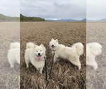 Small Photo #8 Samoyed Puppy For Sale in WASILLA, AK, USA