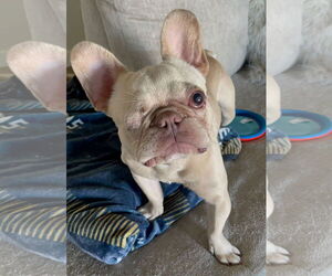 Theo - Female French Bulldog Dog for Adoption - Photo #2