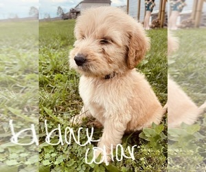 Goldendoodle Puppy for sale in WEST PLAINS, MO, USA