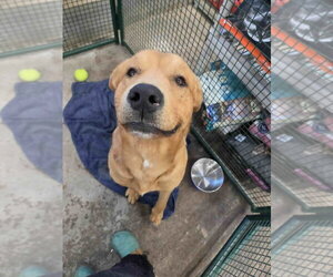 Harrison - Male Labrador Retriever-Retriever  Mix Dog for Adoption - Photo #2
