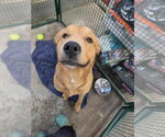 Small Photo #2 Labrador Retriever-Retriever  Mix Puppy For Sale in Calgary, Alberta, Canada