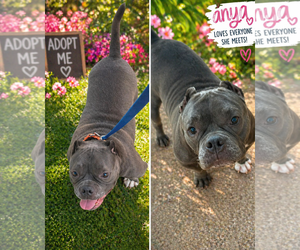 American Bulldog-American Staffordshire Terrier Mix Dogs for adoption in Cape May, NJ, USA