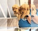 Small #9 Golden Retriever