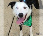 Small #3 Border Collie Mix
