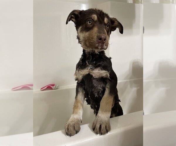 Medium Photo #1 Mutt Puppy For Sale in Calgary, Alberta, Canada