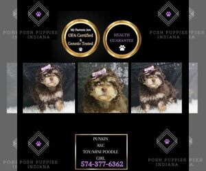 Poodle (Toy) Puppy for sale in WARSAW, IN, USA