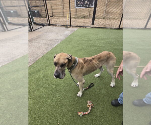 Medium Photo #4 Great Dane Puppy For Sale in Bullard, TX, USA