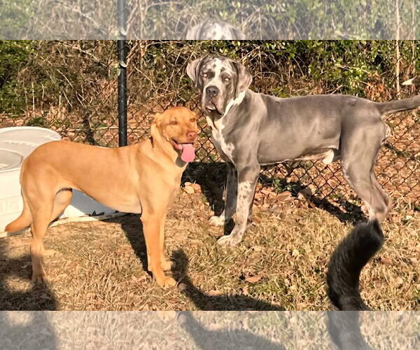 Medium Photo #2 Daniff Puppy For Sale in Alexander, AR, USA