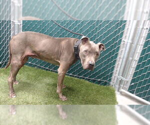 Mutt Dogs for adoption in Downey, CA, USA