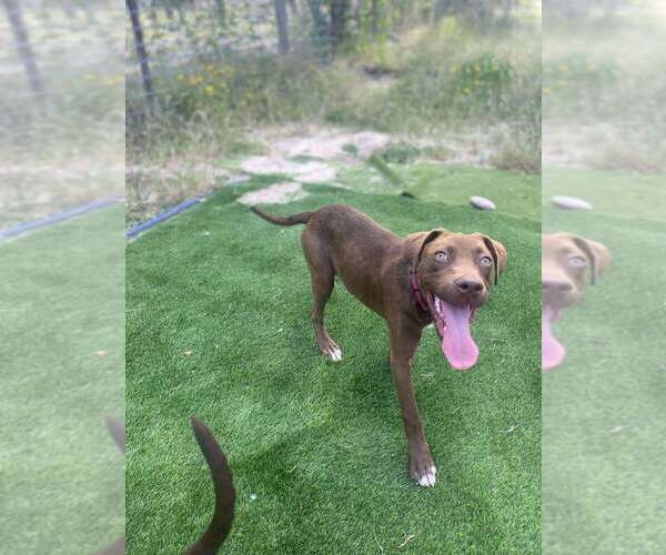 Medium Photo #4 Labrador Retriever-Unknown Mix Puppy For Sale in FRAMINGHAM, MA, USA